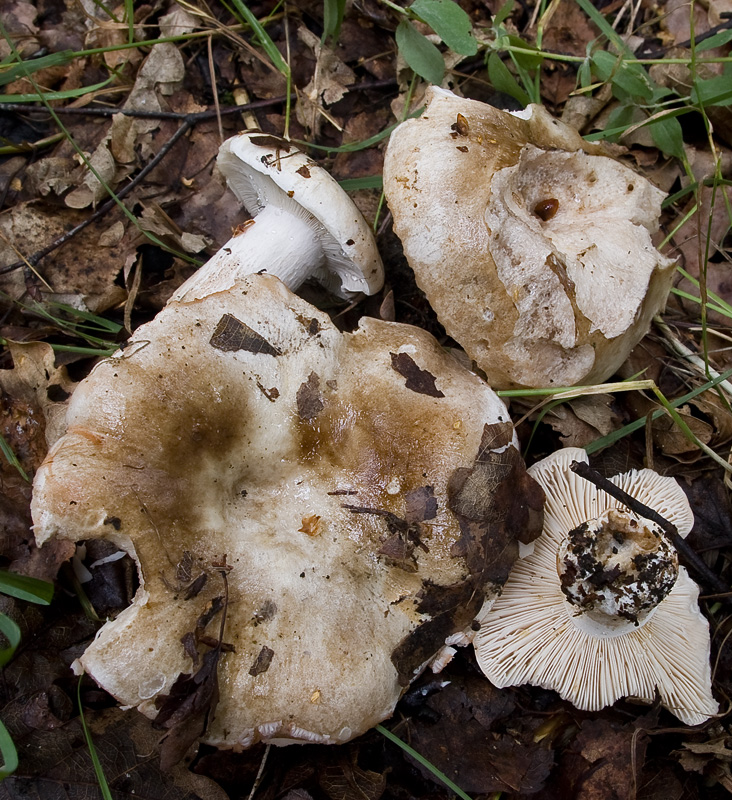 Russula acrifolia